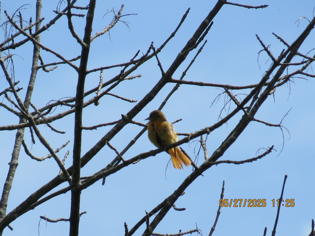 Baltimore Oriole - ML636657052