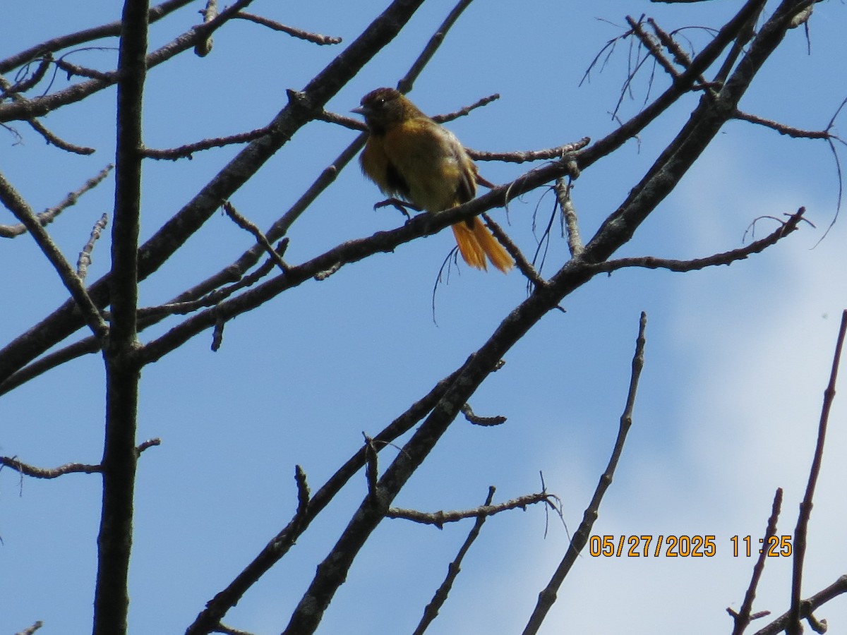 Baltimore Oriole - ML636657054