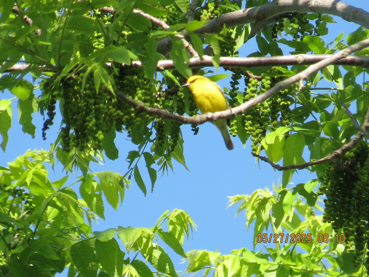 Blue-winged Warbler - ML636657058