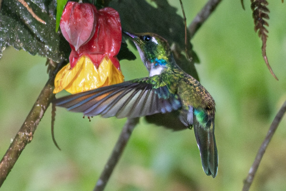White-throated Daggerbill - ML636657065