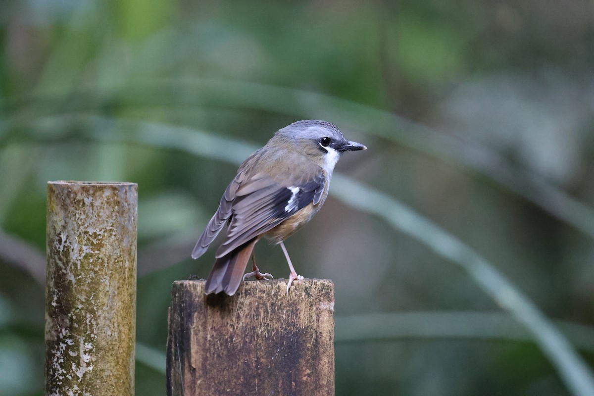 Gray-headed Robin - ML636657132