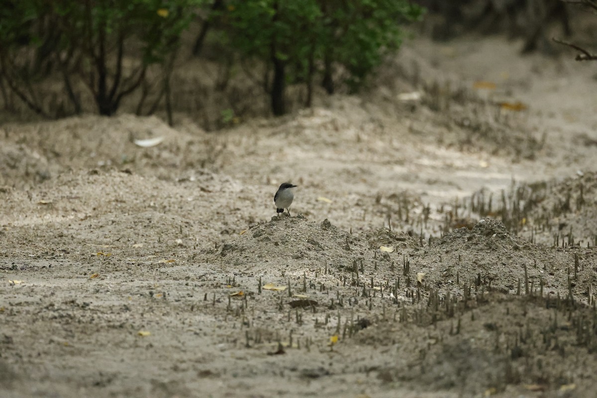 Mangrove Robin - ML636657134