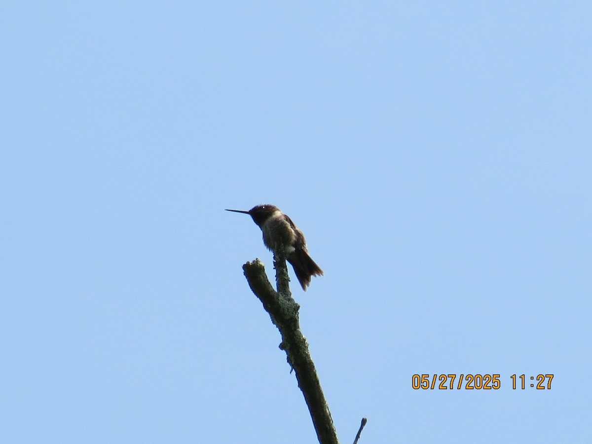 Ruby-throated Hummingbird - ML636657140