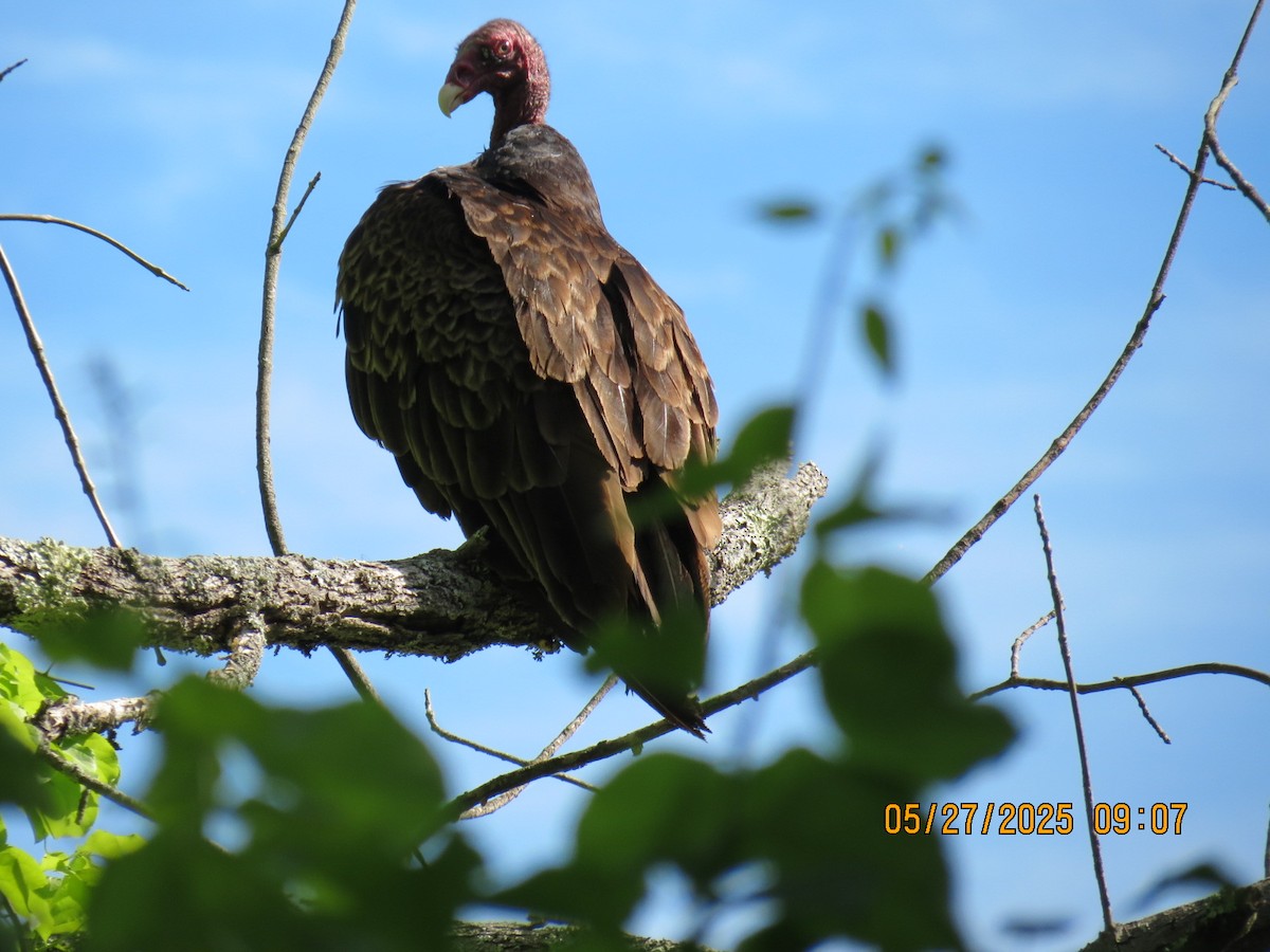 Turkey Vulture - ML636657150