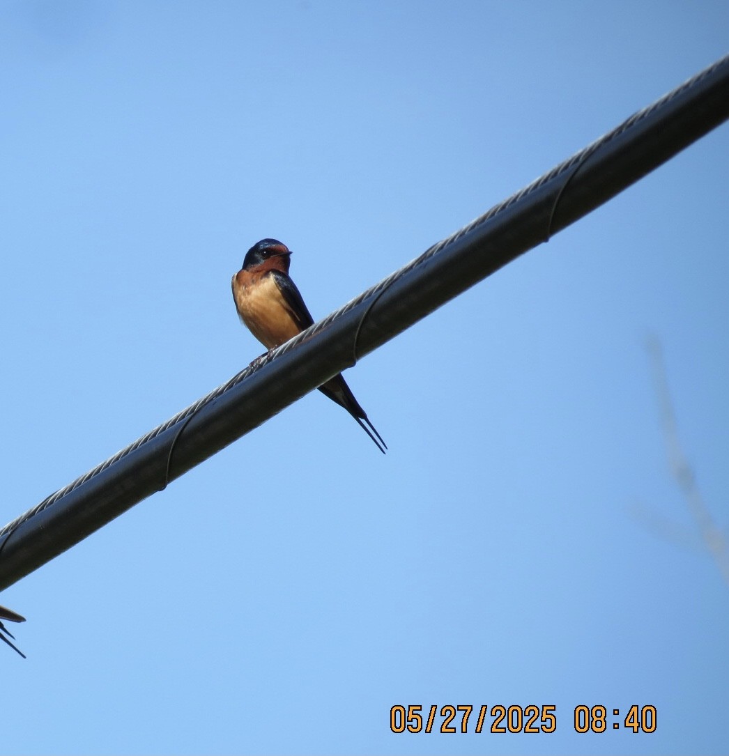 Barn Swallow - ML636657160