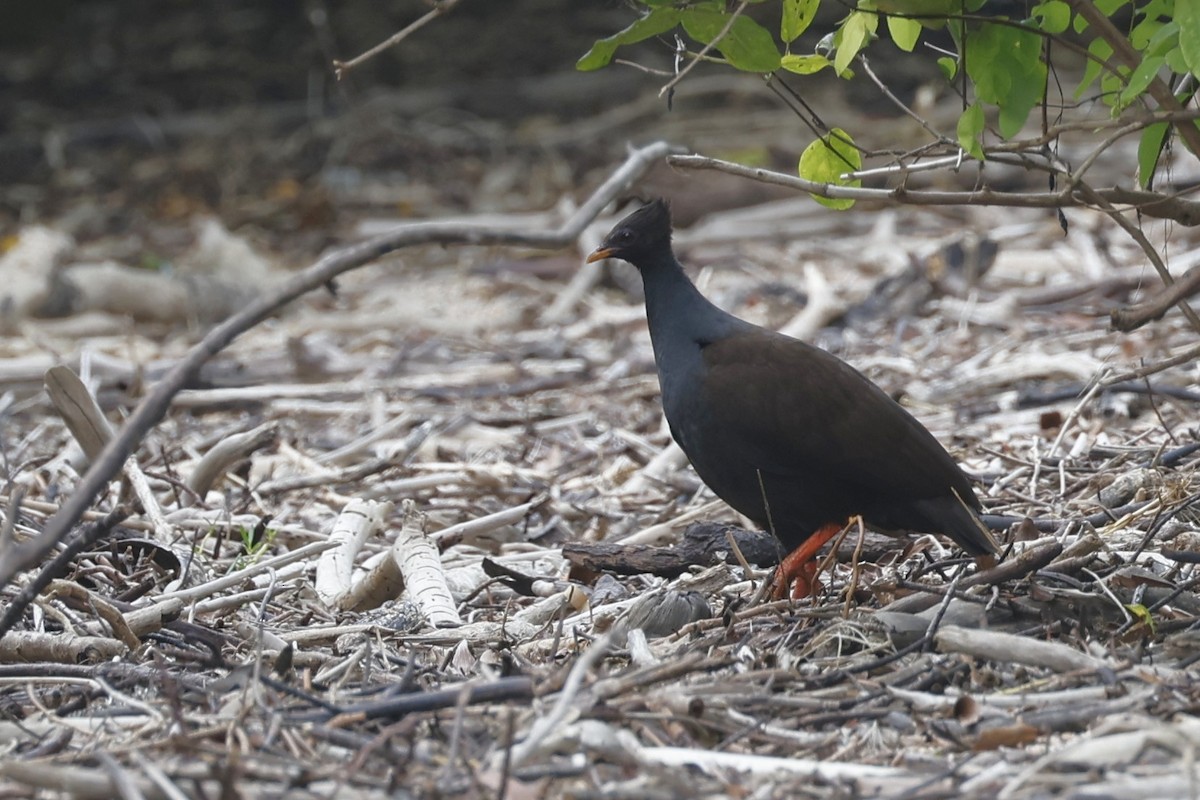 Orange-footed Megapode - ML636657175