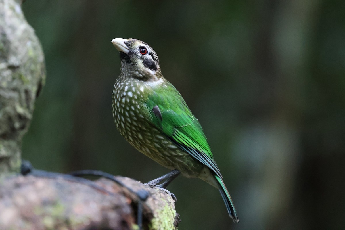 Spotted Catbird - ML636657230