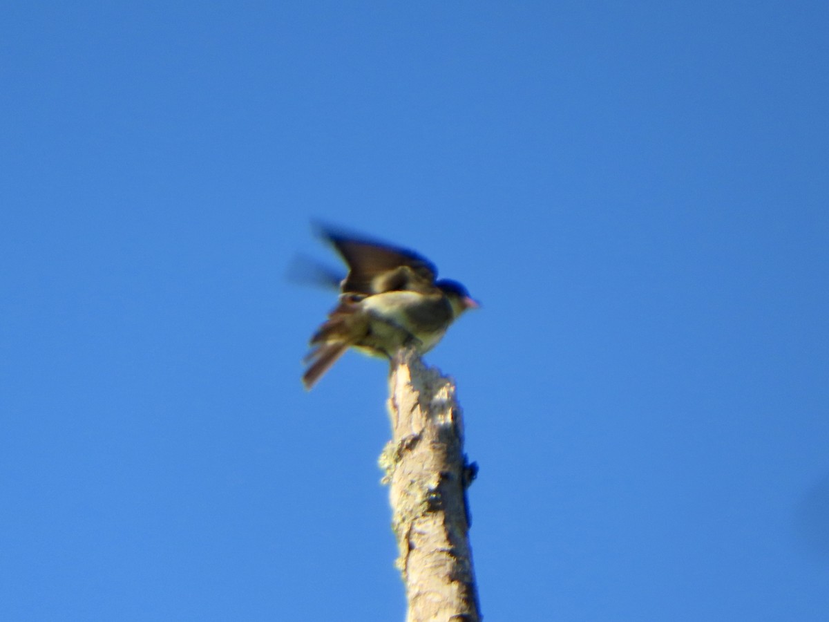 ナキヒタキモドキ - ML636657359