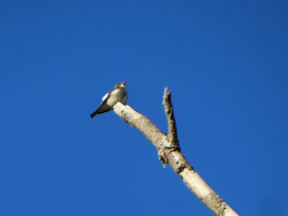 ナキヒタキモドキ - ML636657360