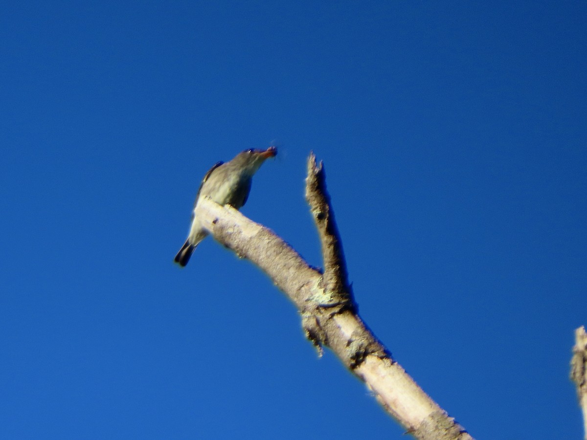 ナキヒタキモドキ - ML636657361