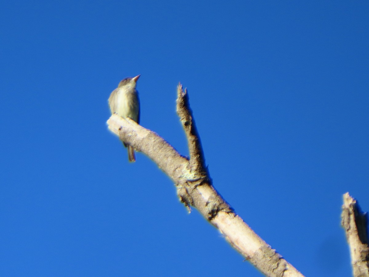 ナキヒタキモドキ - ML636657362