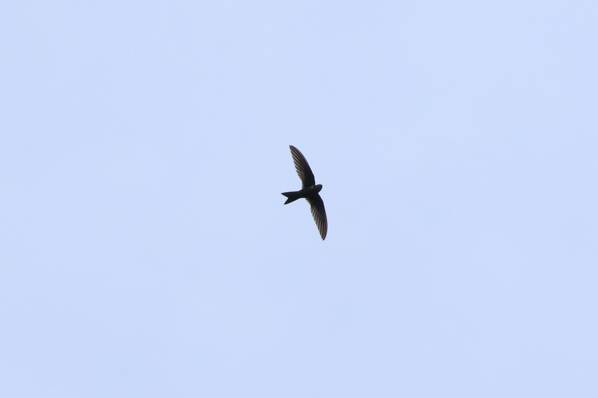 Cook's Swift - ML636657452