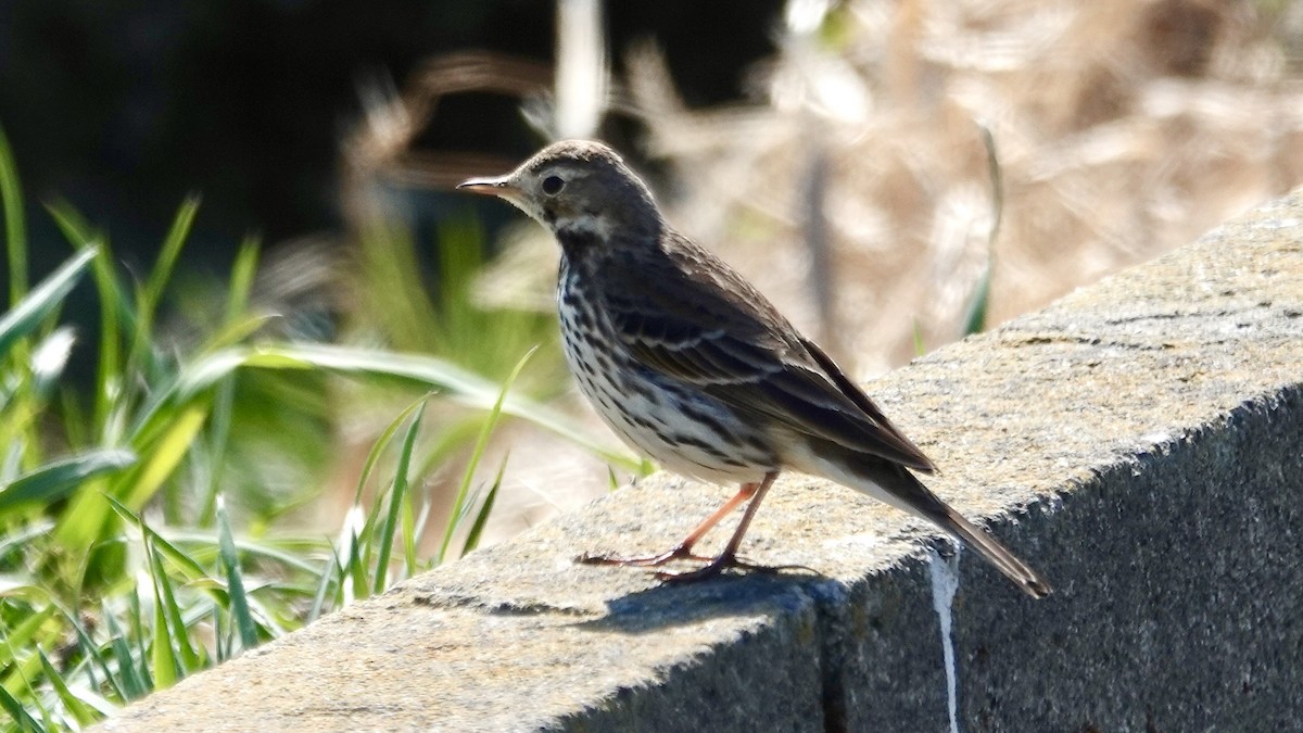 Siberian Pipit - ML636657482