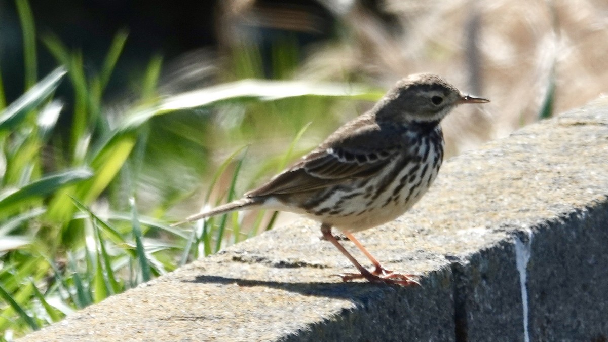 Siberian Pipit - ML636657488