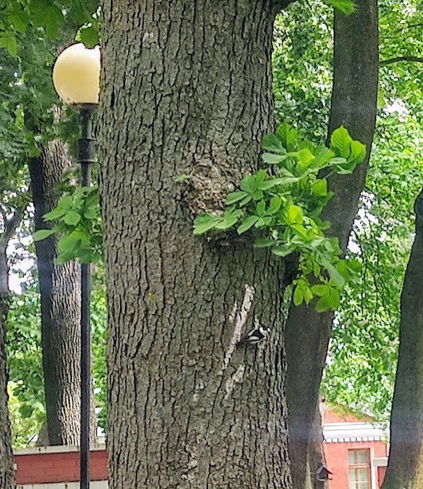 lejsek bělokrký - ML636657587