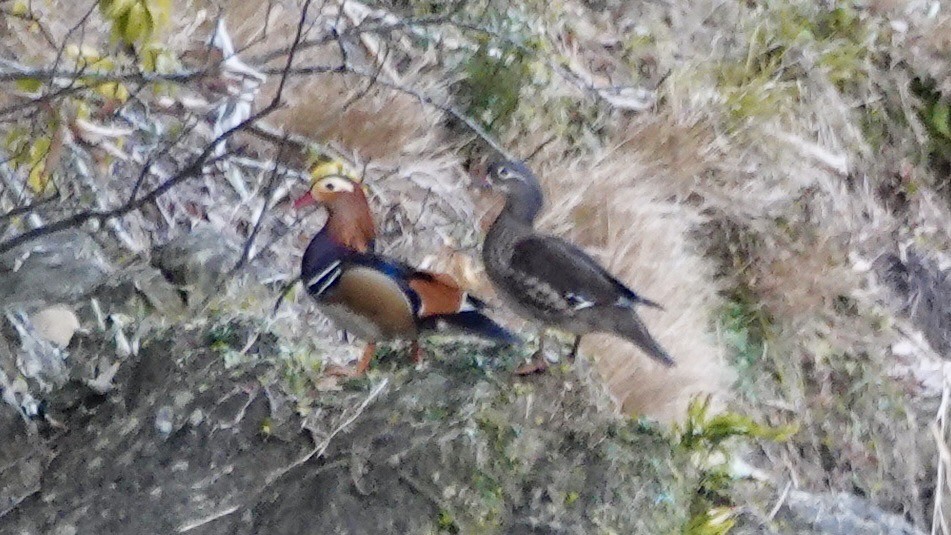 Mandarin Duck - ML636657589