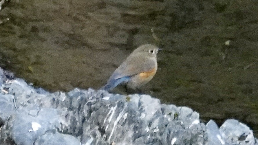 Red-flanked Bluetail - ML636657606