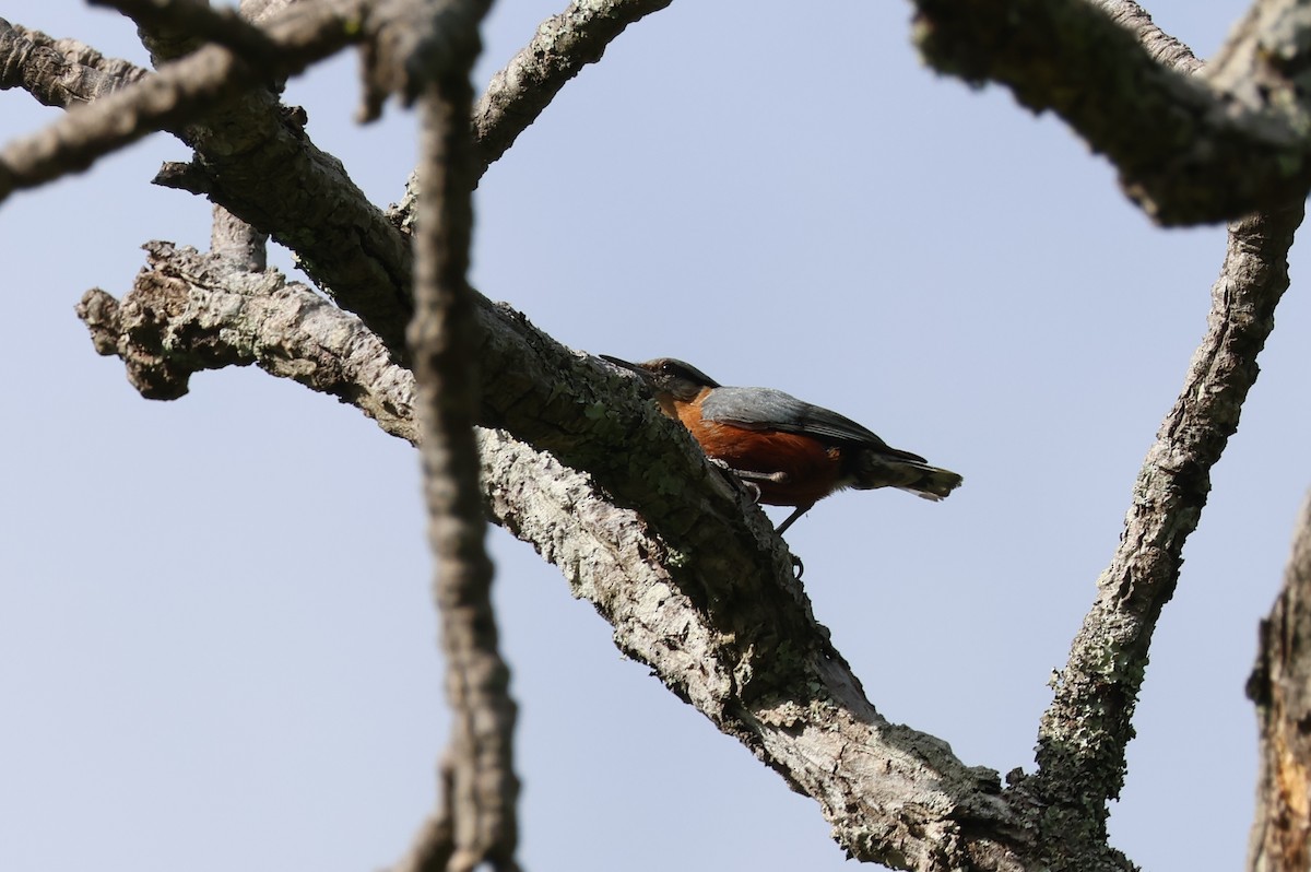 Burmese Nuthatch - ML636657608