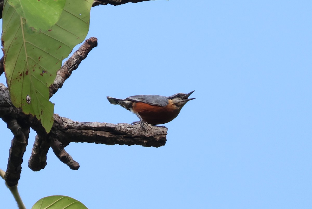 Burmese Nuthatch - ML636657609