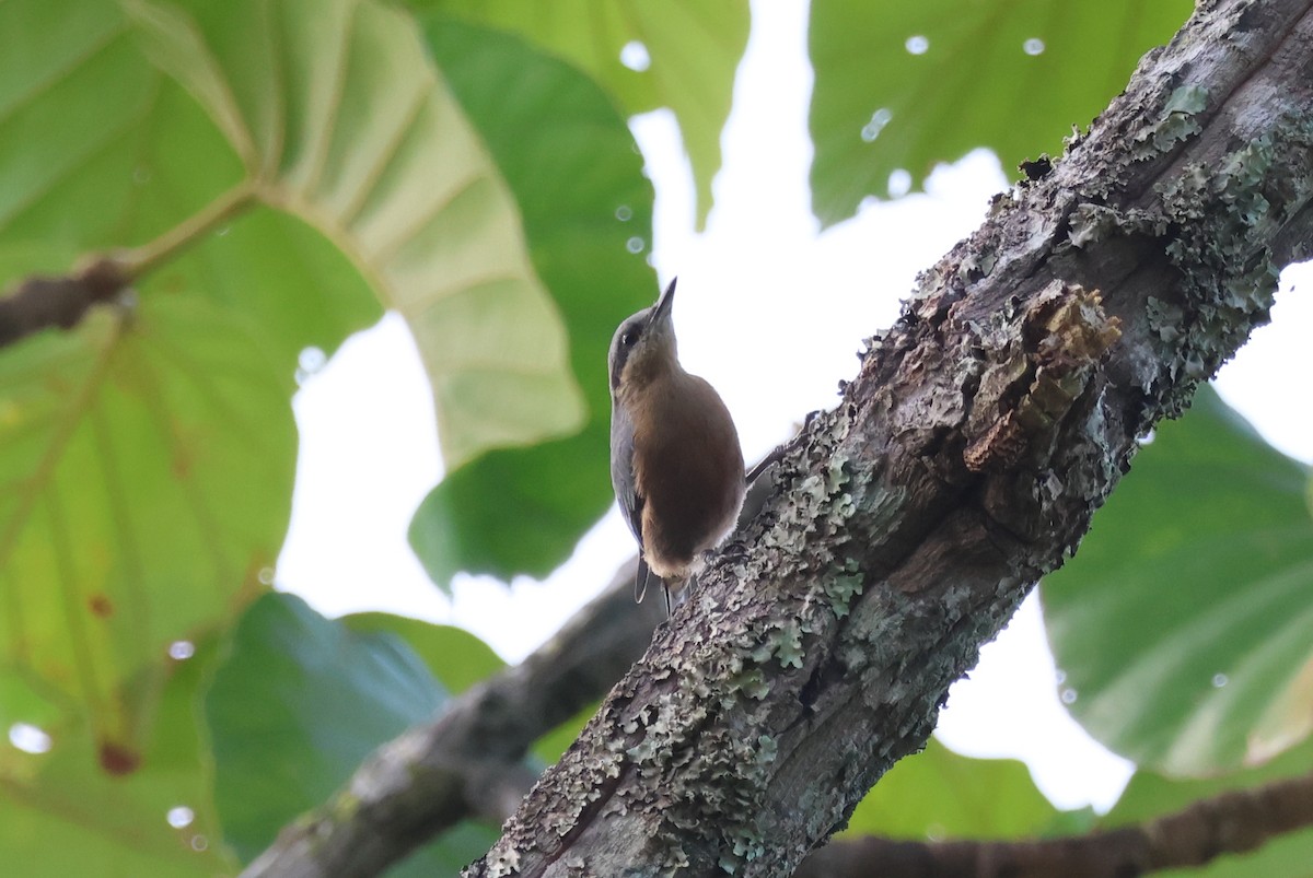 Burmese Nuthatch - ML636657610