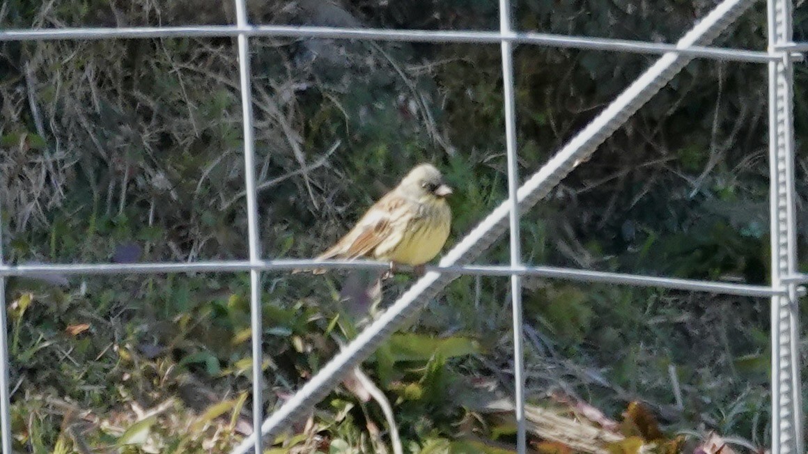 Masked Bunting - ML636657614