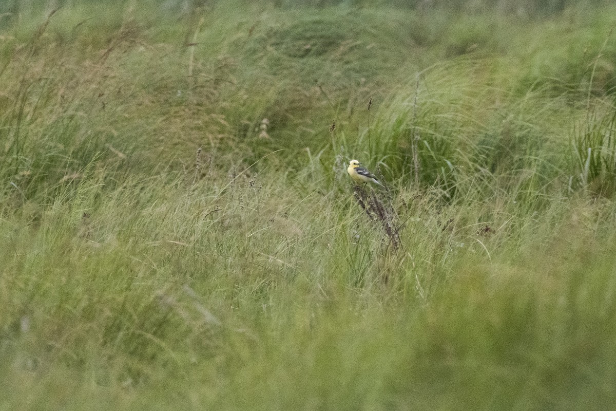 Citrine Wagtail - ML636657693