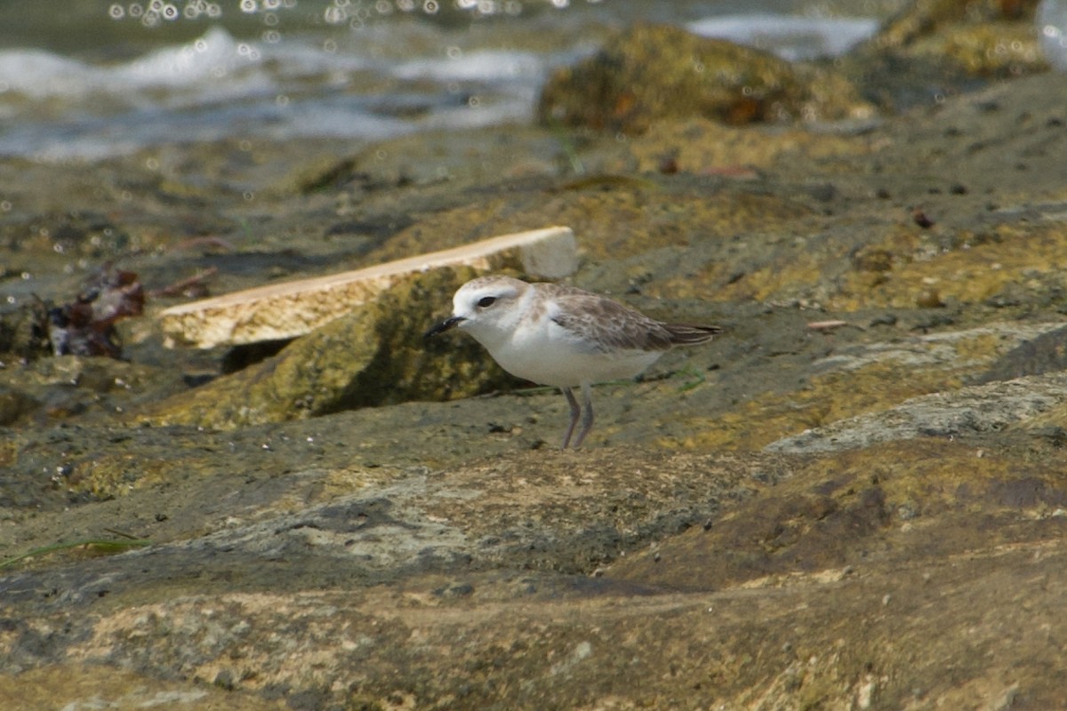 White-faced Plover - ML636657712