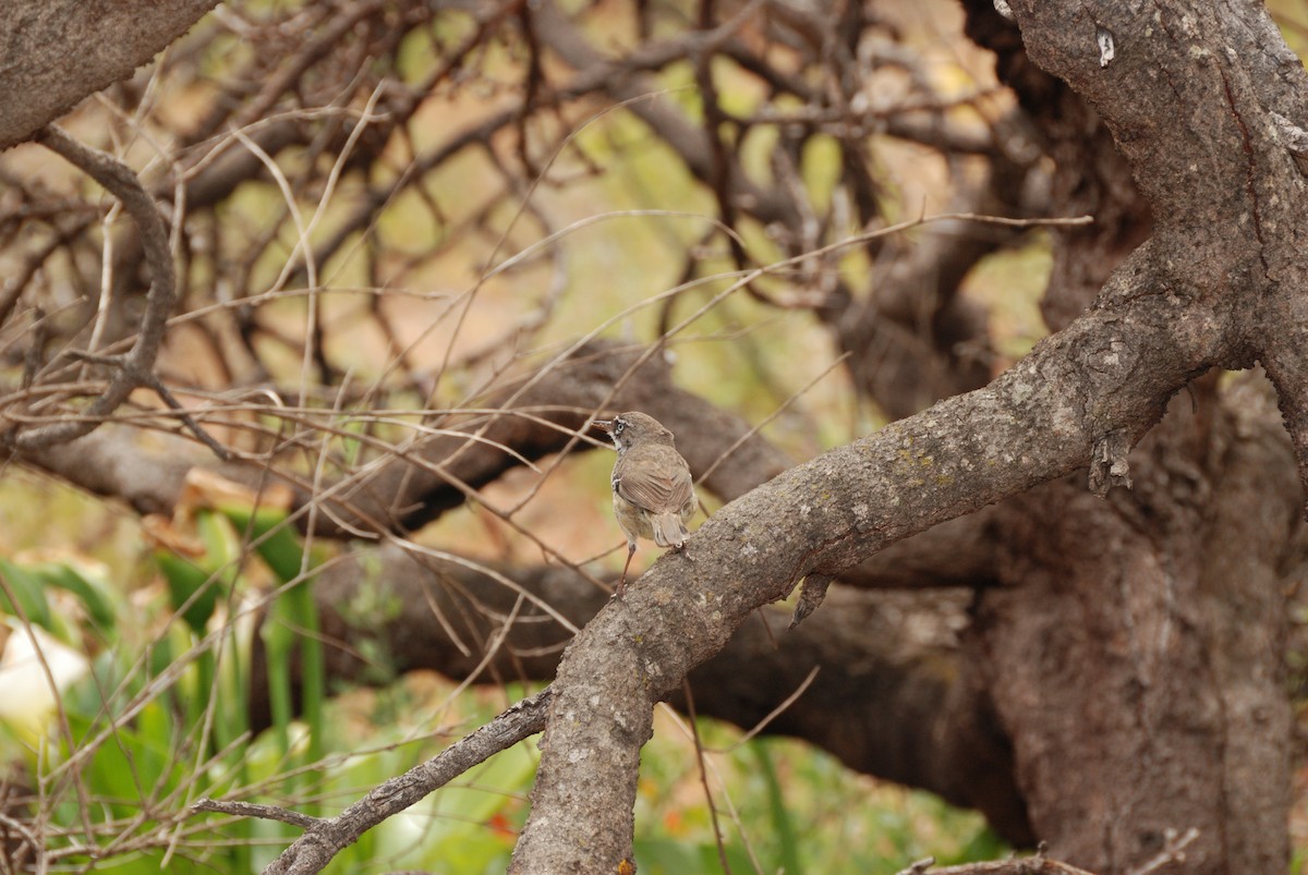 Spotted Scrubwren - ML636657749