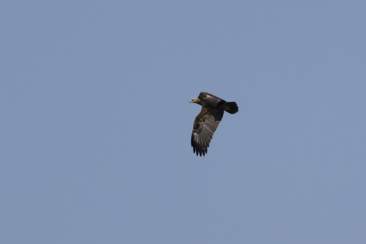 Lesser Spotted Eagle - ML636657797