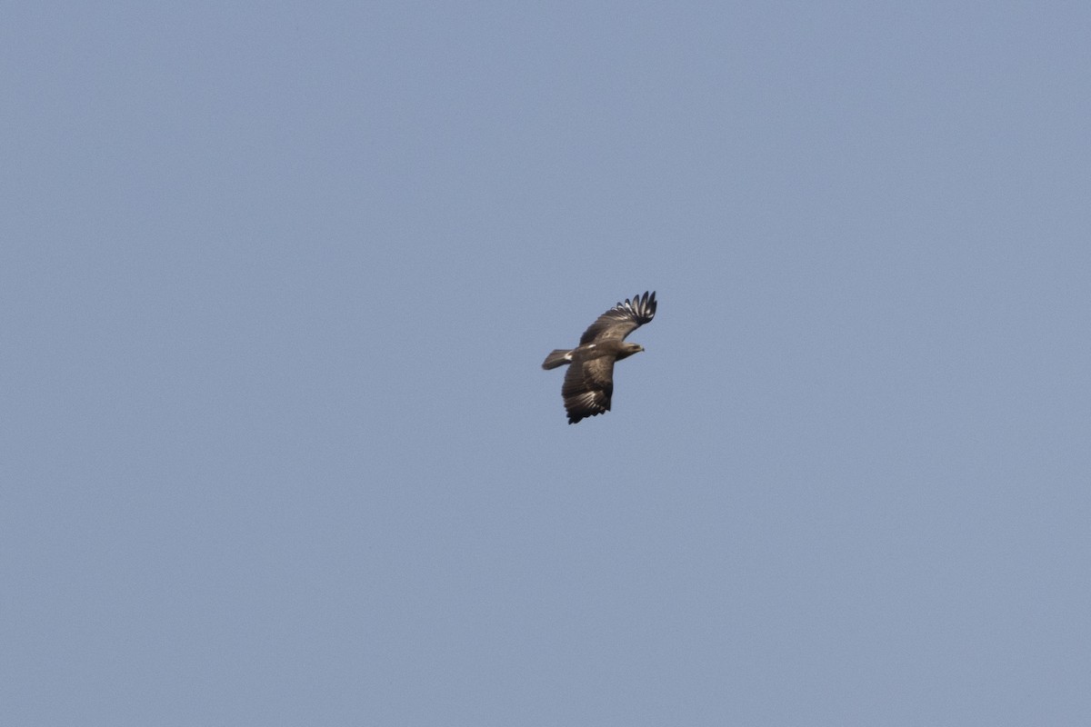 Lesser Spotted Eagle - ML636657798