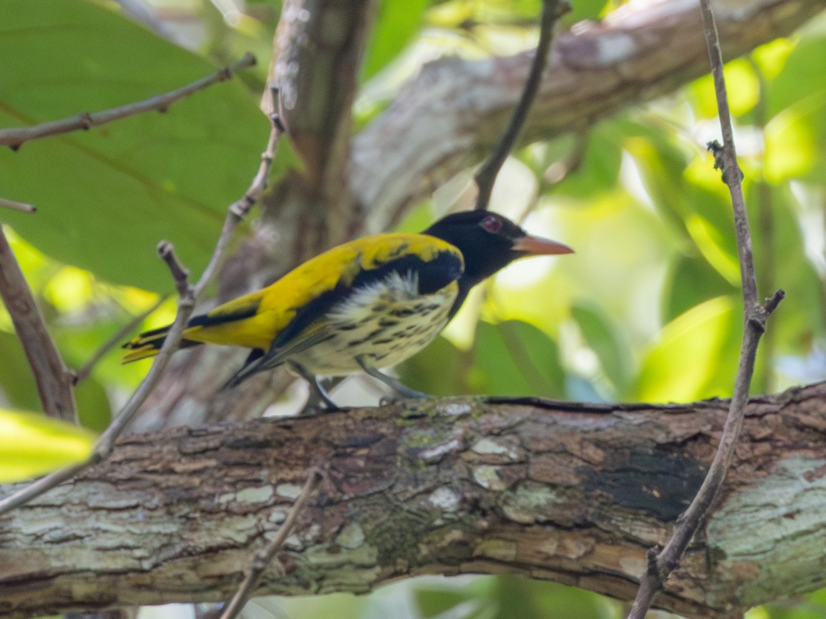 Dark-throated Oriole - ML636657865