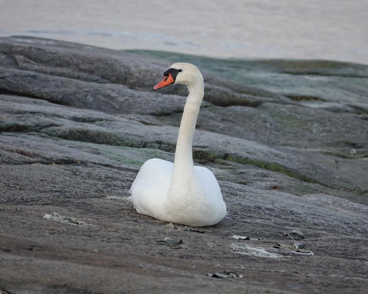 疣鼻天鵝 - ML636657872