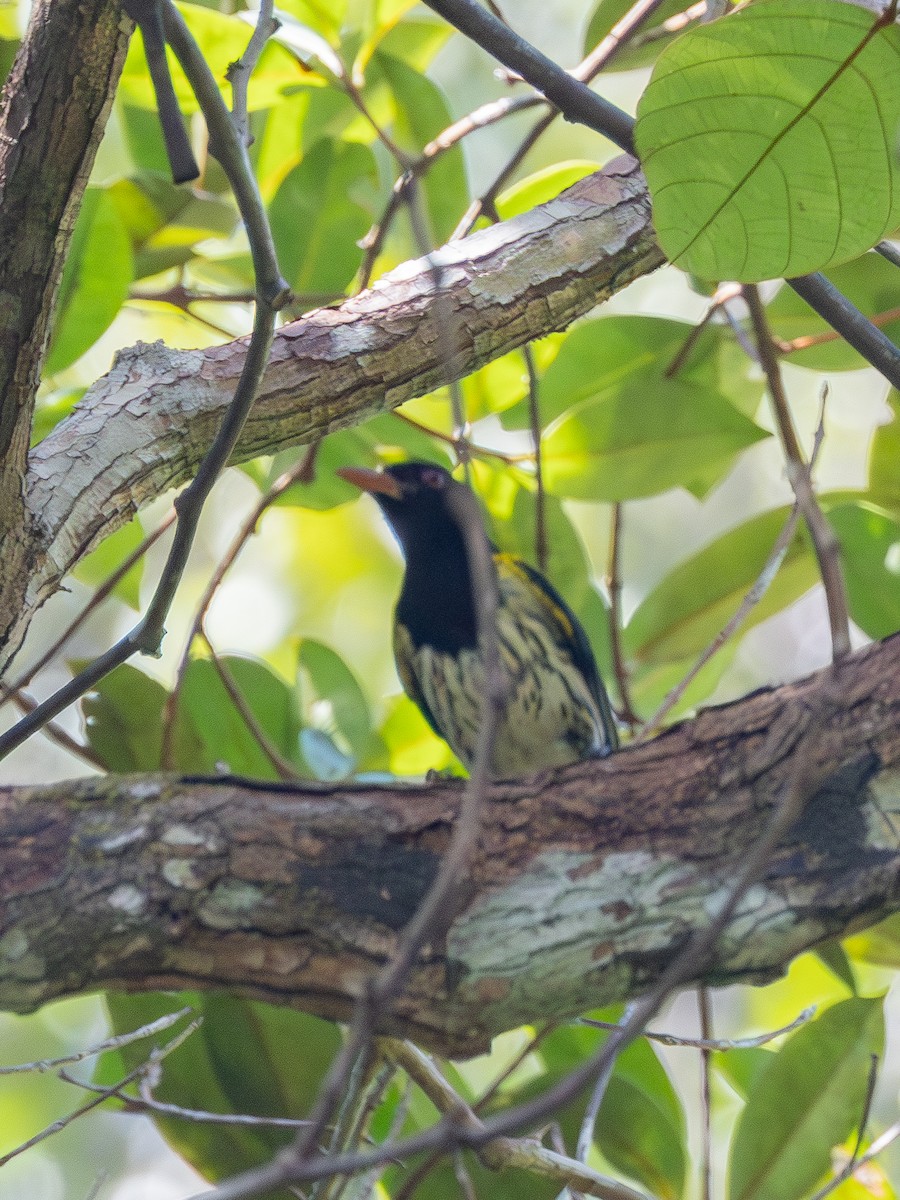 Dark-throated Oriole - ML636657875