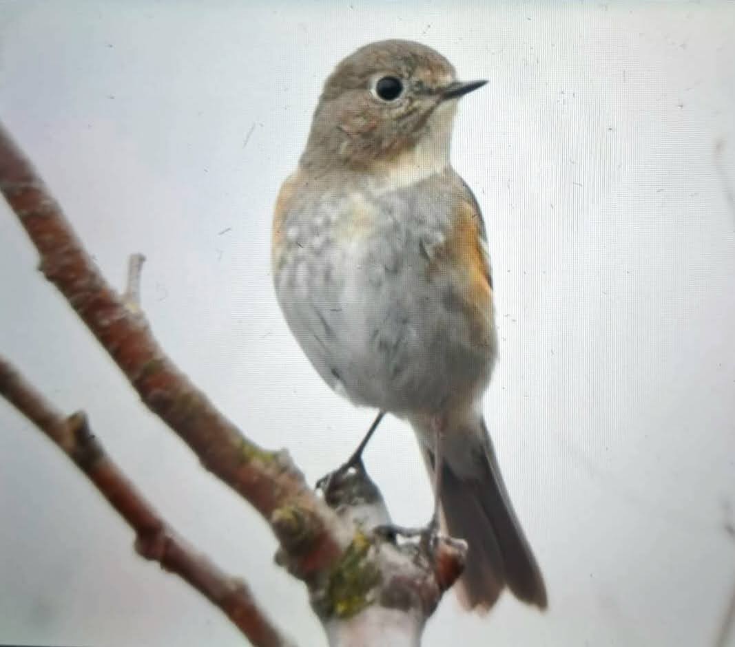 藍尾鴝 - ML636657905