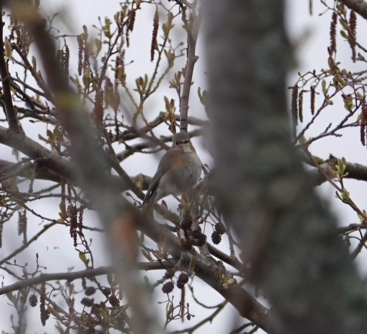 藍尾鴝 - ML636657906