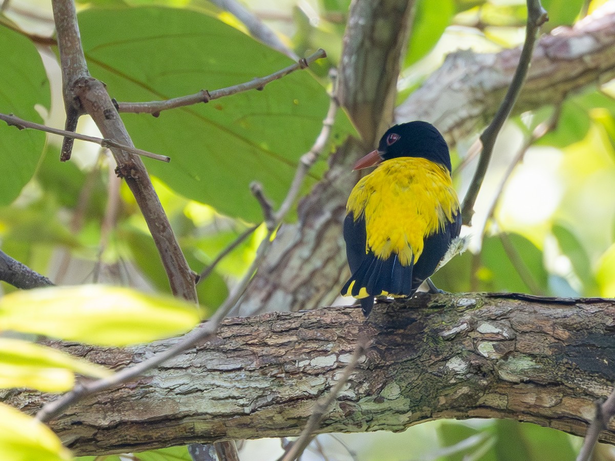 Dark-throated Oriole - ML636657915