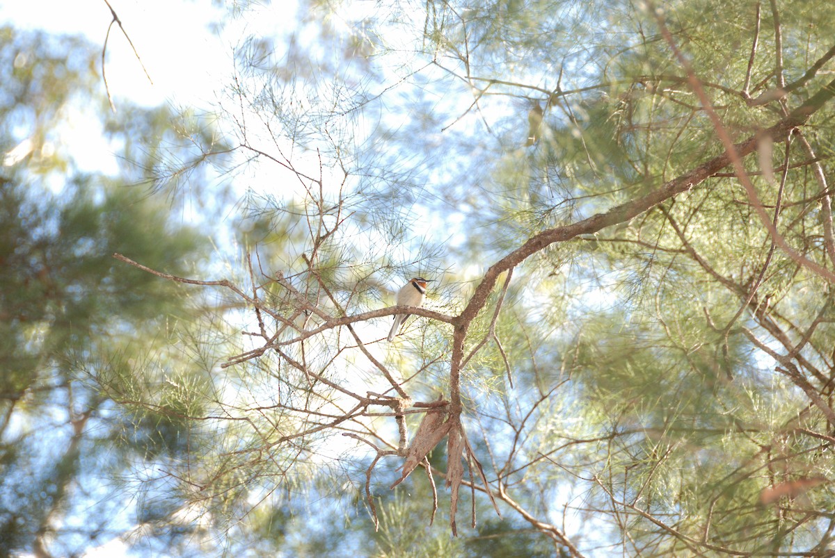 Western Spinebill - ML636657942