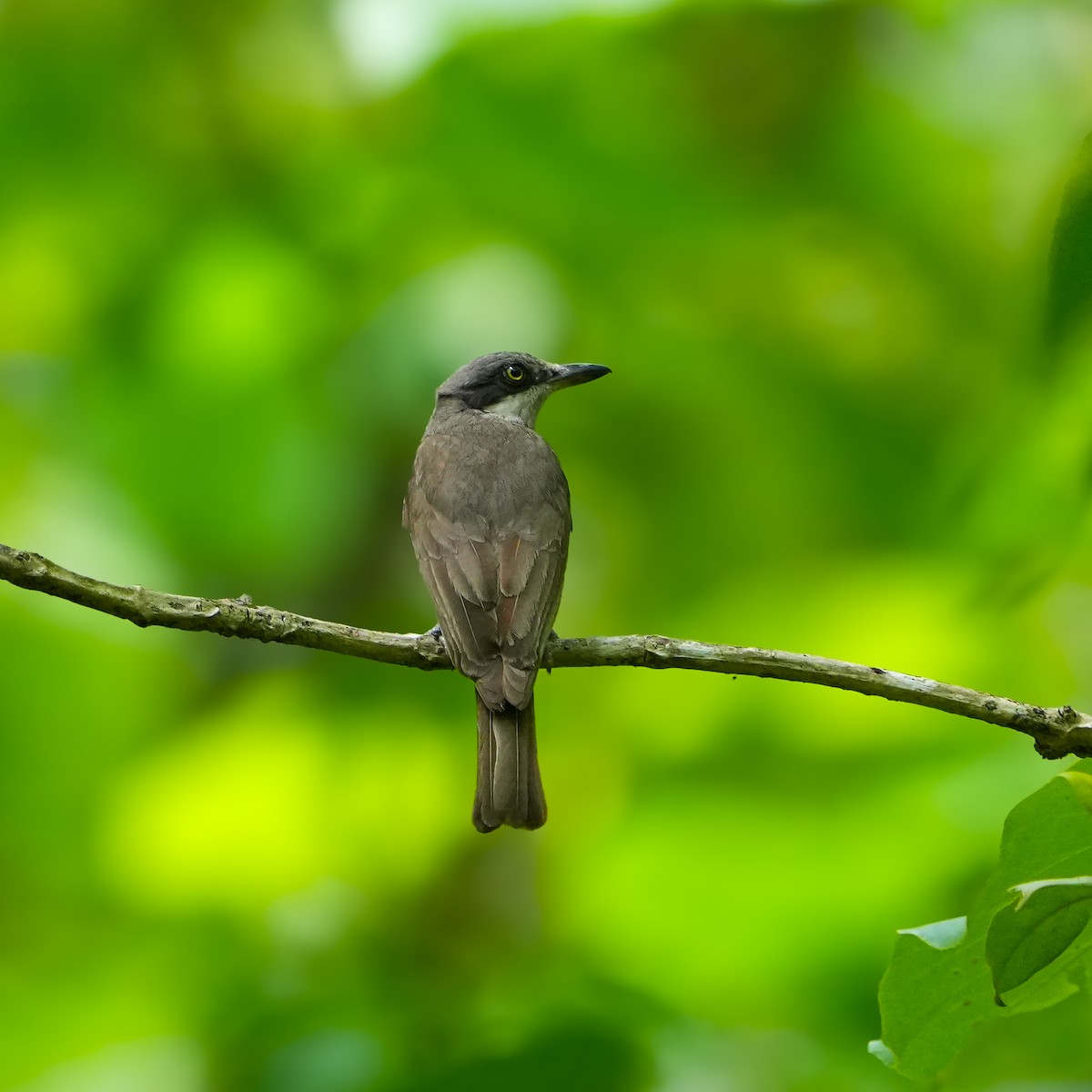 Malabar Woodshrike - ML636657950