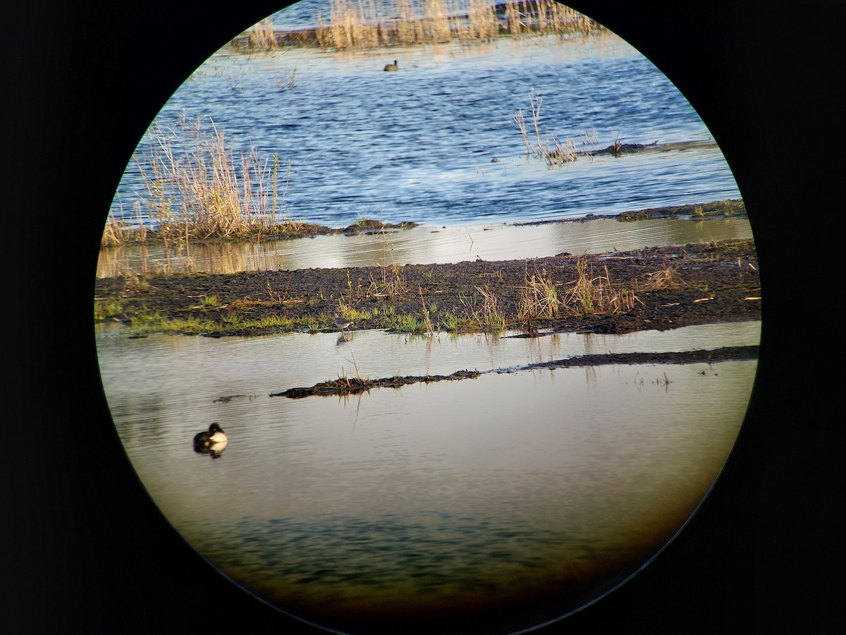 小青足鷸 - ML636657998