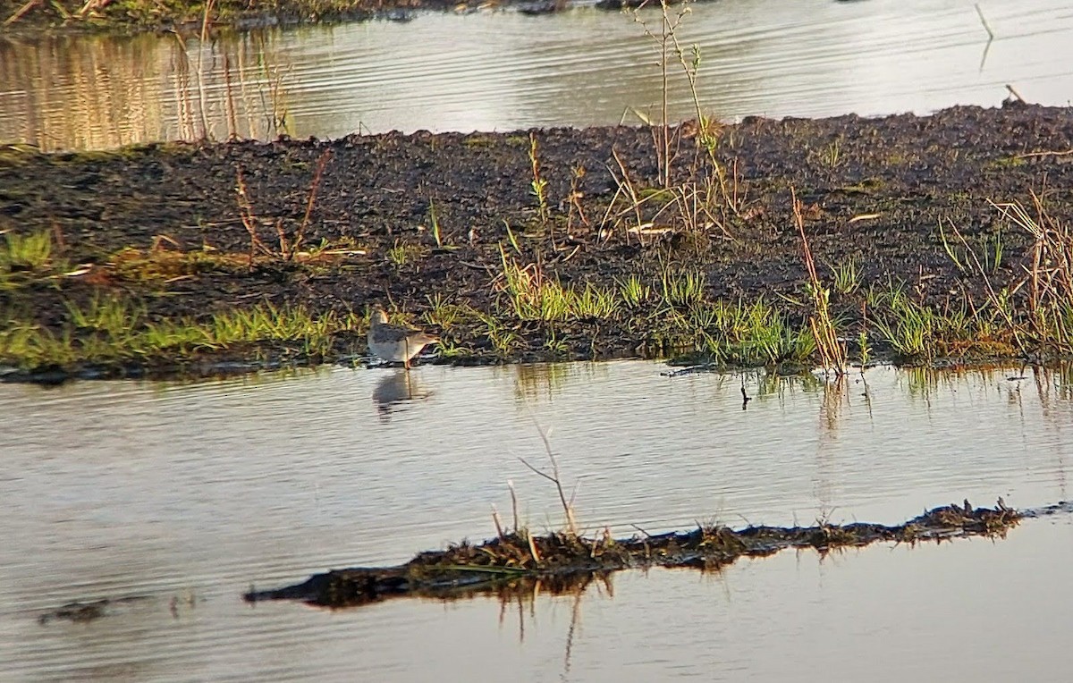 小青足鷸 - ML636657999