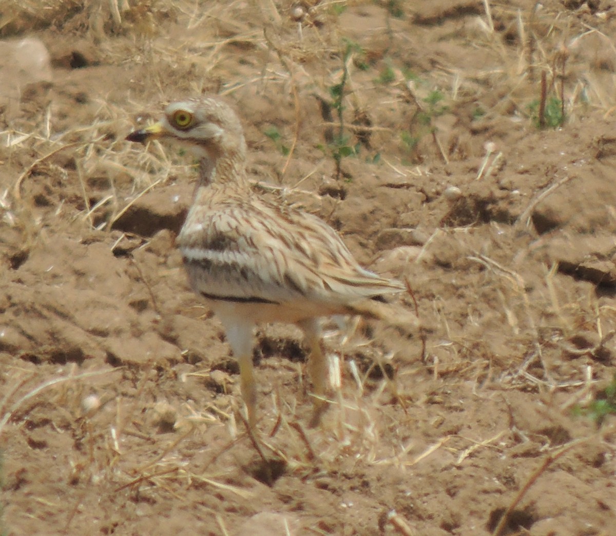 Eurasian Thick-knee - ML636658077