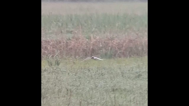 Whiskered Tern - ML636658100