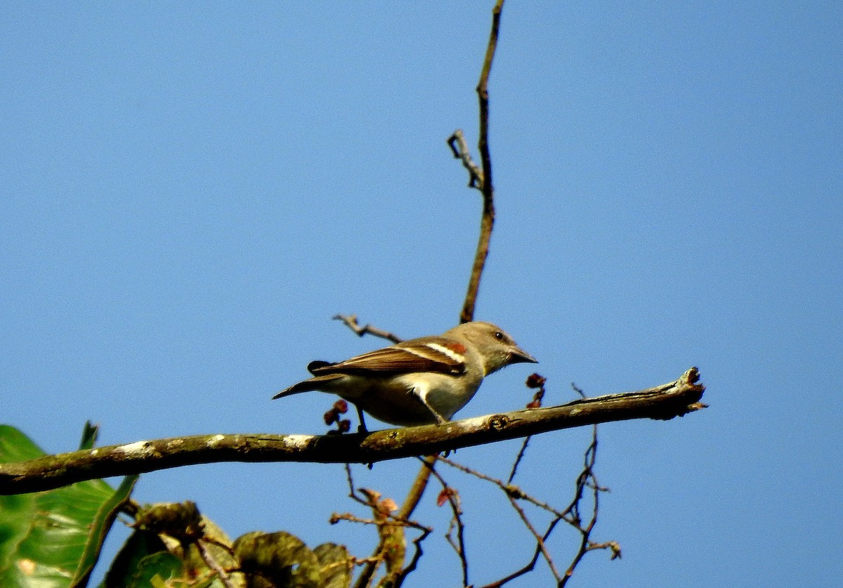 Yellow-throated Sparrow - ML636658424