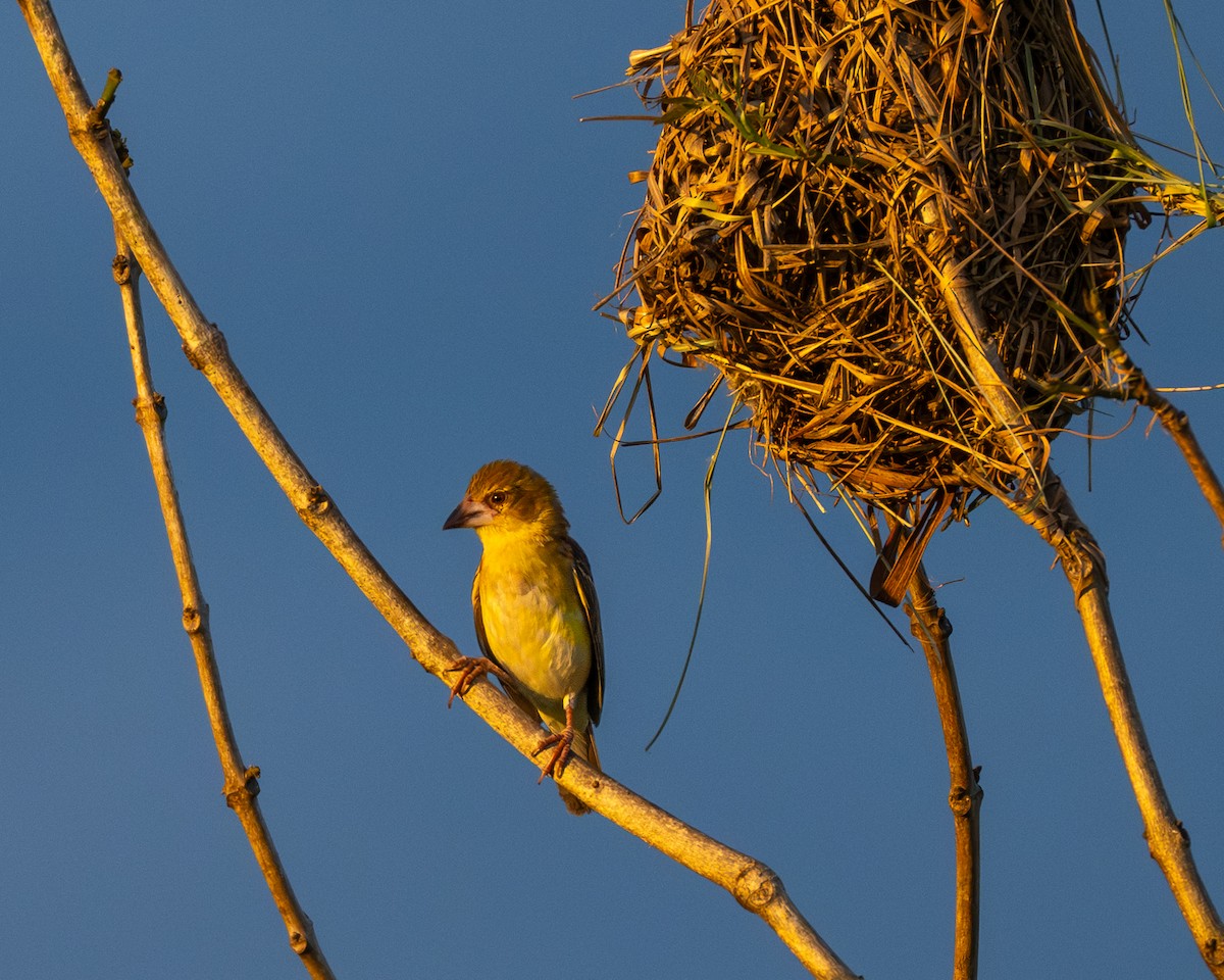 Finn's Weaver - ML636658446