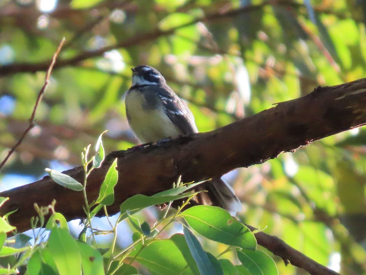 Gray Fantail (alisteri) - ML636658544