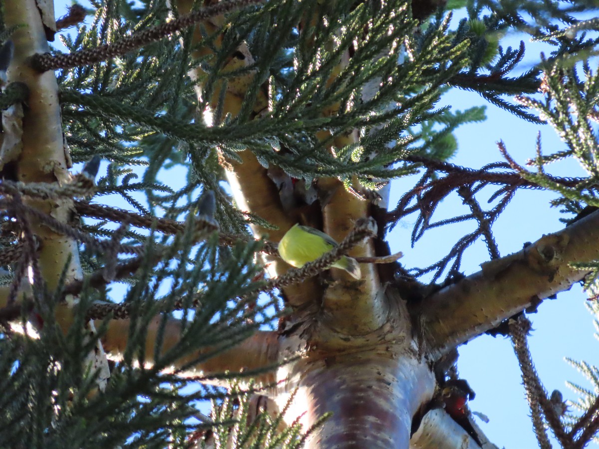 Yellow Thornbill - ML636658593