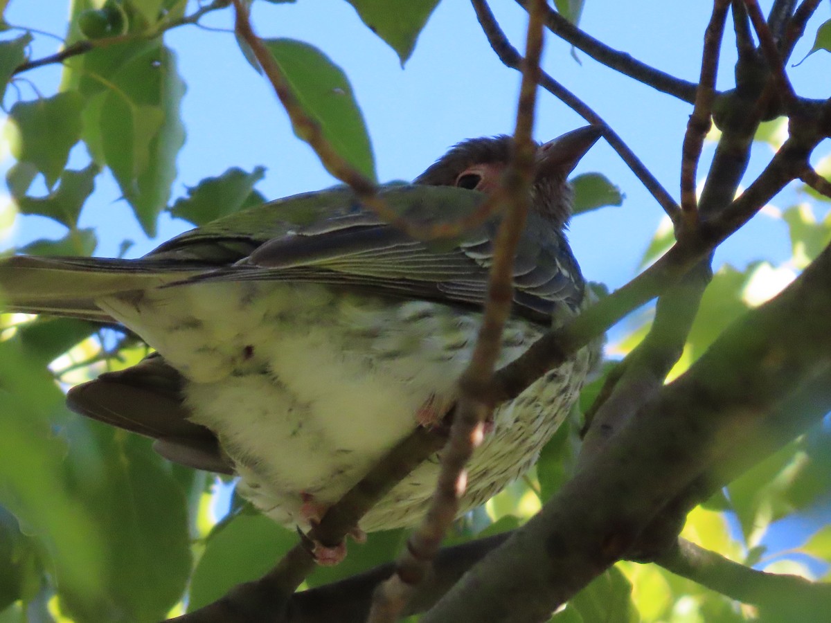 Australasian Figbird - ML636658610