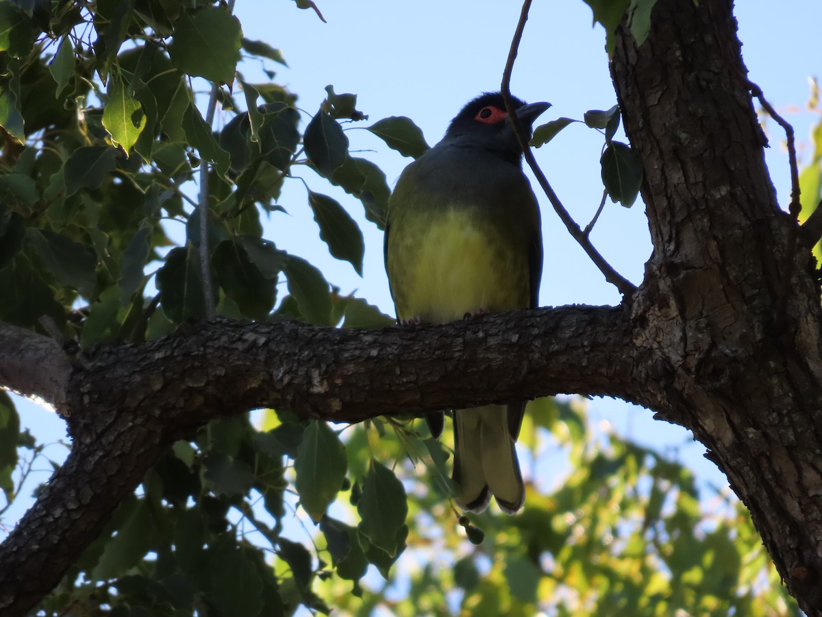 Australasian Figbird - ML636658615