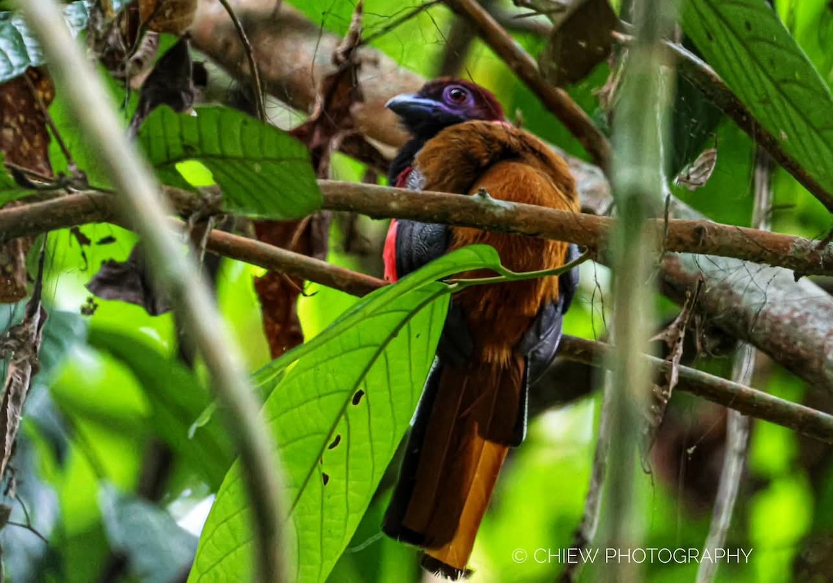 Diard's Trogon - ML636658639