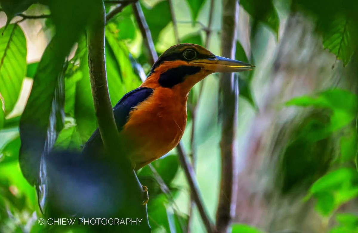 Rufous-collared Kingfisher - ML636658647